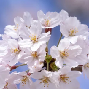 White Cherry Blossom Tree Live Plant - 6-10 Inch Perennial Cherry Flower Plant