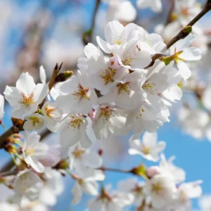 White Cherry Blossom Tree Live Plant - 6-10 Inch Perennial Cherry Flower Plant