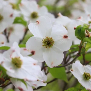 White Dogwood Tree Live Plant - 6-12'' Tall Flowering Dogwood Tree