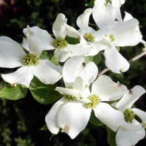 White Dogwood Tree Live Plant - 6-12'' Tall Flowering Dogwood Tree