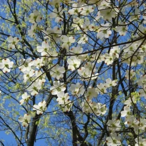 White Dogwood Tree Live Plant - 6-12'' Tall Flowering Dogwood Tree