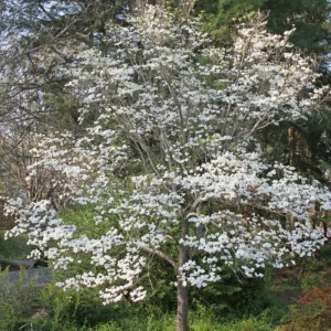 White Dogwood Tree Live Plant - 6-12'' Tall Flowering Dogwood Tree