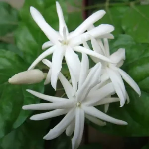 White Jasmine Plant Live Fragrant Flower Vine Indoor Outdoor 4-8'' Tall