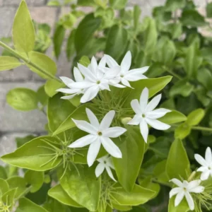 White Jasmine Plant Live Fragrant Flower Vine Indoor Outdoor 4-8'' Tall