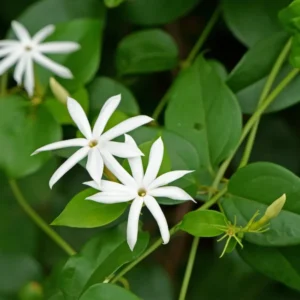 White Jasmine Plant Live Fragrant Flower Vine Indoor Outdoor 4-8'' Tall