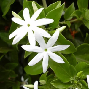 White Jasmine Plant Live Fragrant Flower Vine Indoor Outdoor 4-8'' Tall