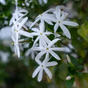 White Jasmine Plant Live Fragrant Flower Vine Indoor Outdoor 4-8'' Tall