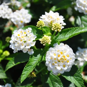 White Lantana Live Plants - Perennial Flowering, 4-8'' Tall - Outdoor Growing
