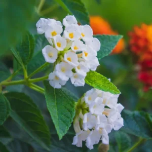 White Lantana Live Plants - Perennial Flowering, 4-8'' Tall - Outdoor Growing