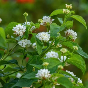 White Lantana Live Plants - Perennial Flowering, 4-8'' Tall - Outdoor Growing