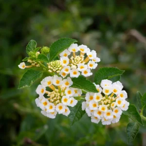 White Lantana Live Plants - Perennial Flowering, 4-8'' Tall - Outdoor Growing