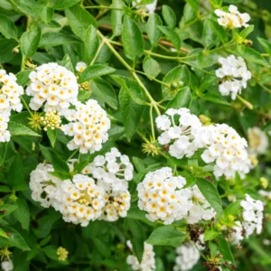 White Lantana Live Plants - Perennial Flowering, 4-8'' Tall - Outdoor Growing