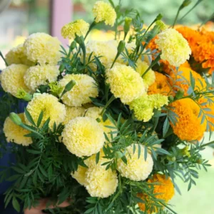 White Marigold Plants - Live Plugs 2-5" Tall - For Planting