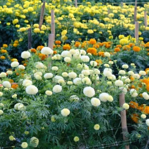 White Marigold Plants - Live Plugs 2-5" Tall - For Planting