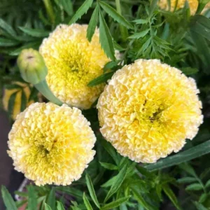 White Marigold Plants - Live Plugs 2-5