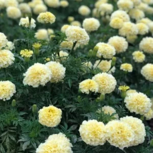 White Marigold Plants - Live Plugs 2-5