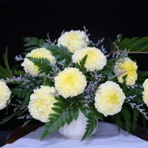White Marigold Plants - Live Plugs 2-5