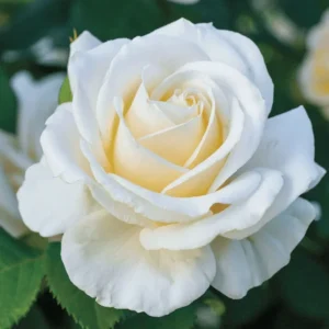 White Mini Rose Plant - 3-5 Inch - Elegant Indoor/Outdoor Flower