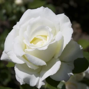 White Mini Rose Plant - 3-5 Inch - Elegant Indoor/Outdoor Flower