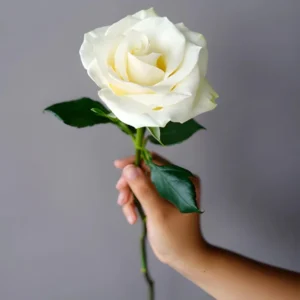 White Mini Rose Plant - 3-5 Inch - Elegant Indoor/Outdoor Flower
