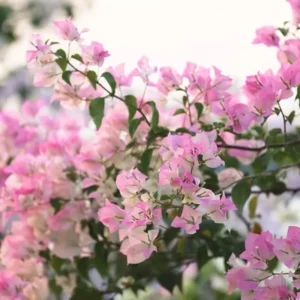 White Pink Bougainvillea Live Plant 6-8 Inches - Outdoor Garden Flower Vine