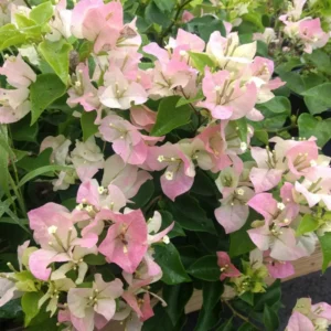 White Pink Bougainvillea Live Plant 6-8 Inches - Outdoor Garden Flower Vine
