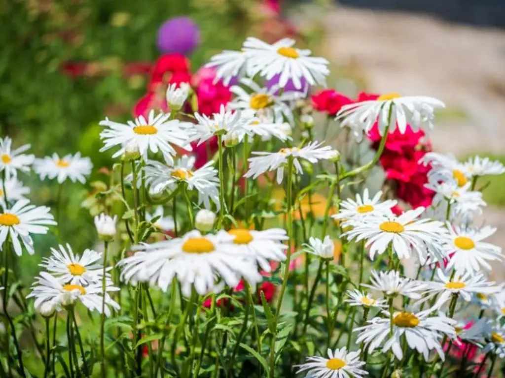 White Shasta Daisy (Leucanthemum x superbum)