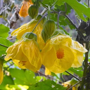 Yellow Abutilon Plant Live - Lantern Bell Flowers - 4-8'' Tall Vine
