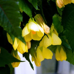 Yellow Abutilon Plant Live - Lantern Bell Flowers - 4-8'' Tall Vine