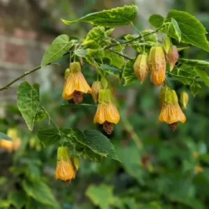 Yellow Abutilon Plant Live - Lantern Bell Flowers - 4-8'' Tall Vine