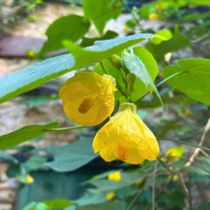 Yellow Abutilon Plant Live - Lantern Bell Flowers - 4-8'' Tall Vine