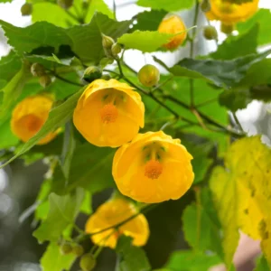 Yellow Abutilon Plant Live - Lantern Bell Flowers - 4-8'' Tall Vine