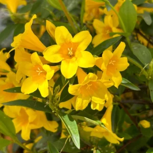 Yellow Jasmine Plant Live Vine Starter 4-8'' Tall Flowering