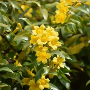 Yellow Jasmine Plant Live Vine Starter 4-8'' Tall Flowering