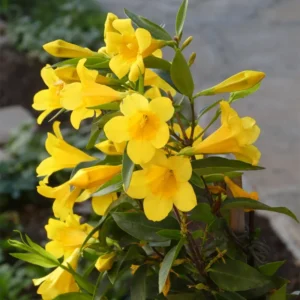 Yellow Jasmine Plant Live Vine Starter 4-8'' Tall Flowering
