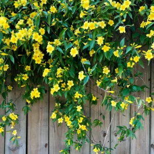 Yellow Jasmine Plant Live Vine Starter 4-8'' Tall Flowering