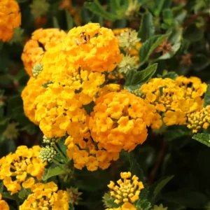 Yellow Lantana Live Plants - 2 Perennial Flowering Well Rooted Outdoor Growing Plants 4-8'' Tall