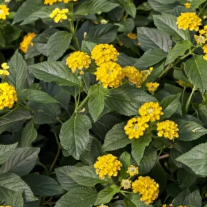 Yellow Lantana Live Plants - 2 Perennial Flowering Well Rooted Outdoor Growing Plants 4-8'' Tall