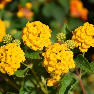 Yellow Lantana Live Plants - 2 Perennial Flowering Well Rooted Outdoor Growing Plants 4-8'' Tall