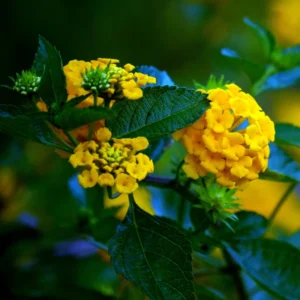 Yellow Lantana Live Plants - 2 Perennial Flowering Well Rooted Outdoor Growing Plants 4-8'' Tall