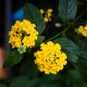 Yellow Lantana Live Plants - 2 Perennial Flowering Well Rooted Outdoor Growing Plants 4-8'' Tall