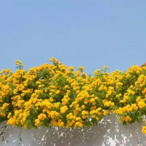 Yellow Trailing Lantana Plants - Live Lantana Flowers 4-8 Inches