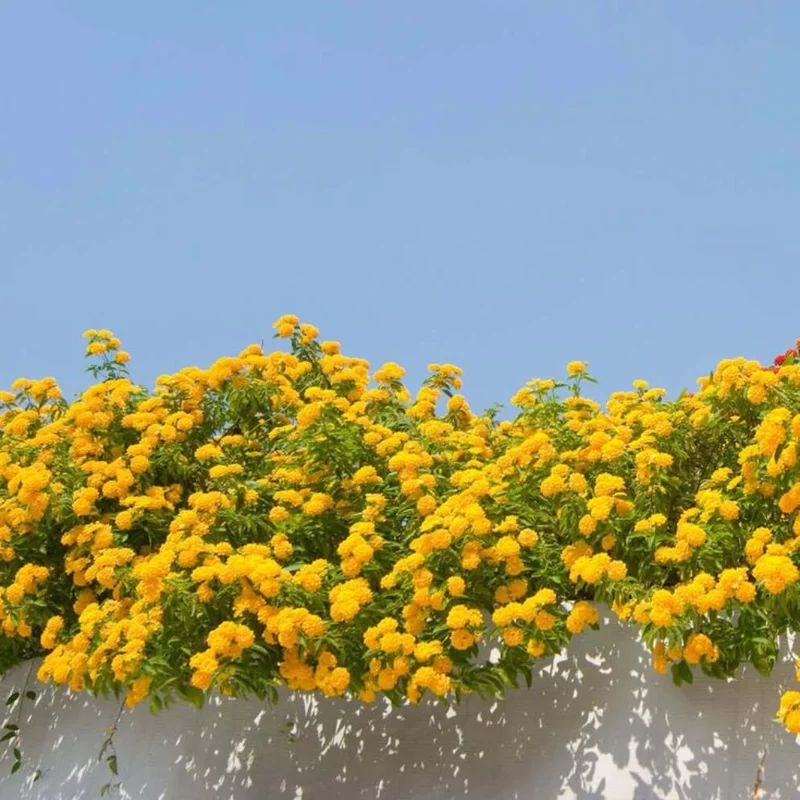 Yellow Trailing Lantana Plants - Live Lantana Flowers 4-8 Inches