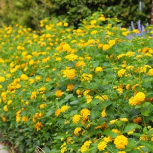 Yellow Trailing Lantana Plants - Live Lantana Flowers 4-8 Inches