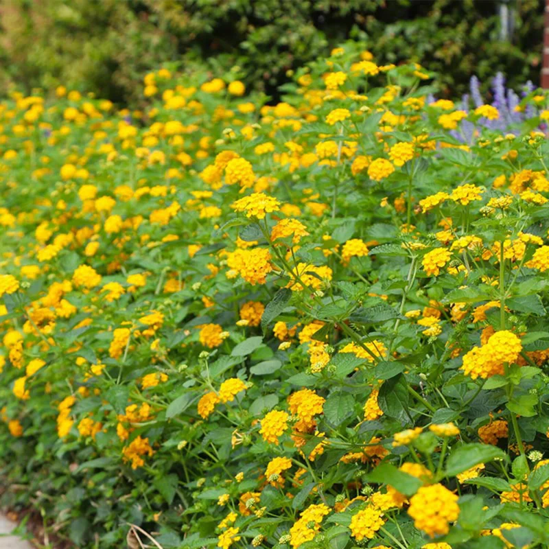 Yellow Trailing Lantana Plants - Live Lantana Flowers 4-8 Inches