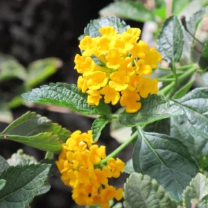 Yellow Trailing Lantana Plants - Live Lantana Flowers 4-8 Inches