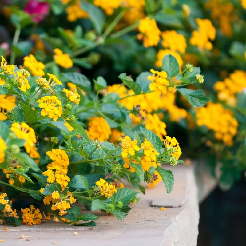 Yellow Trailing Lantana Plants - Live Lantana Flowers 4-8 Inches
