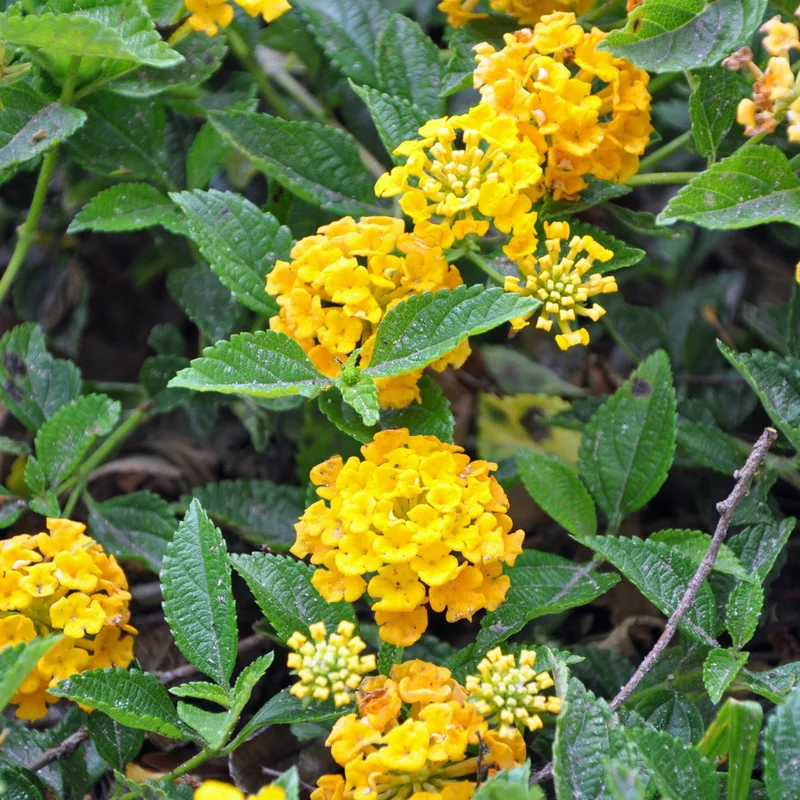 Yellow Trailing Lantana Plants - Live Lantana Flowers 4-8 Inches