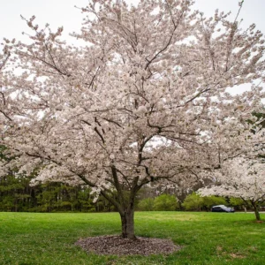 Yoshino Cherry Tree - Live Pink White Cherry Blossom Plant 6-10''
