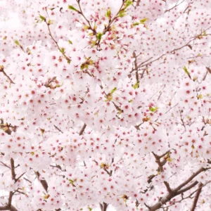 Yoshino Cherry Tree - Live Pink White Cherry Blossom Plant 6-10''